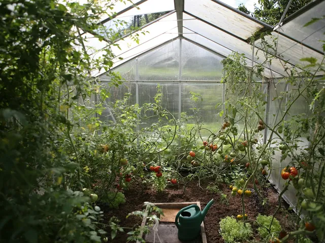 Inside a greenhouse with tomato plants and a watering can