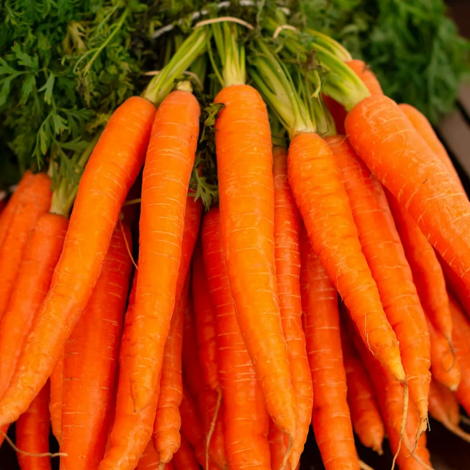 Zanahorias recién cosechadas con sus hojas
