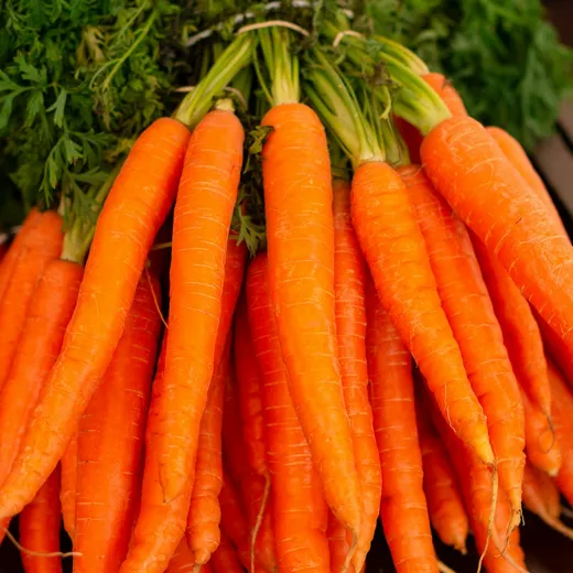 Zanahorias recién cosechadas con sus hojas